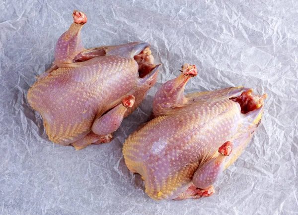 Pigeon